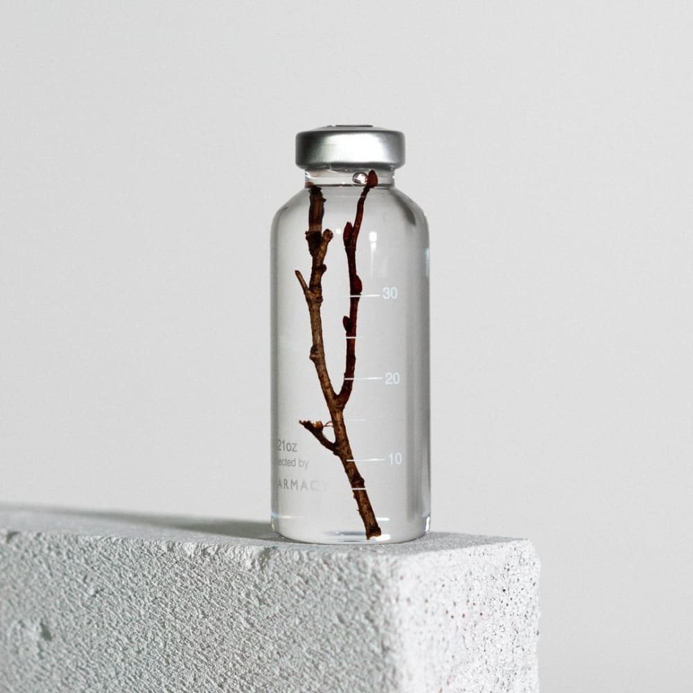 Bottle Plant - Zelkova serrata - SPS_019