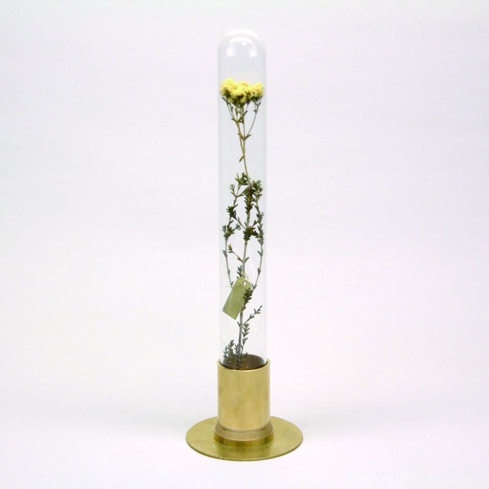 HERBARIUM BRASS GLASS DOME & FLOWER VASE SOLID - Vase